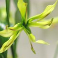 Gloriosa Lime